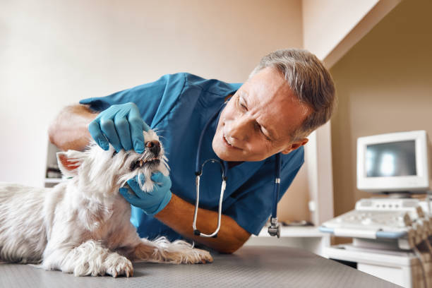 Best Weekend Emergency Dentist in North Key Largo, FL